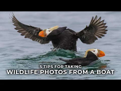 5 Tips for Wildlife Photography from a Boat with Lisa Langell