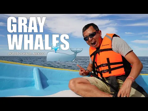 BAJA WHALE WATCHING | Get Up Close with Majestic Gray Whales in Puerto Chale, Mexico